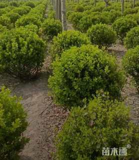 冠幅80厘米胶东卫矛球