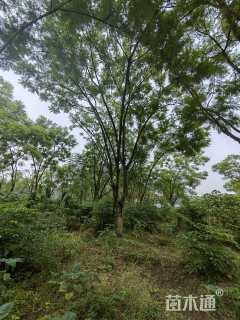 35公分蓝花楹