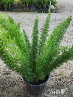 高度30厘米狐尾天门冬