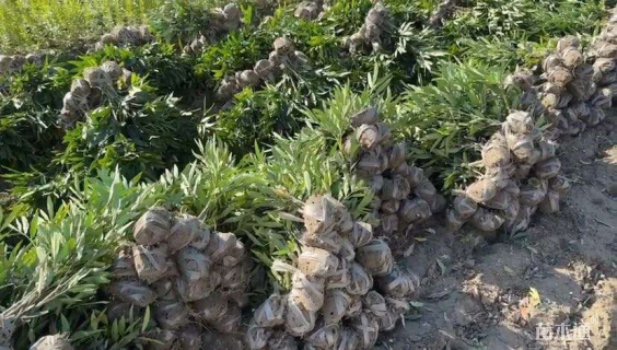 高度40厘米十大功劳