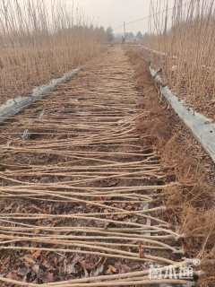 高度120厘米樱花小苗