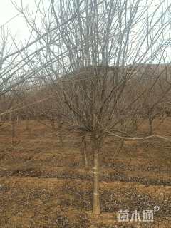 高度400厘米丁香