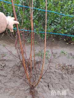 高度40厘米紫叶风箱果