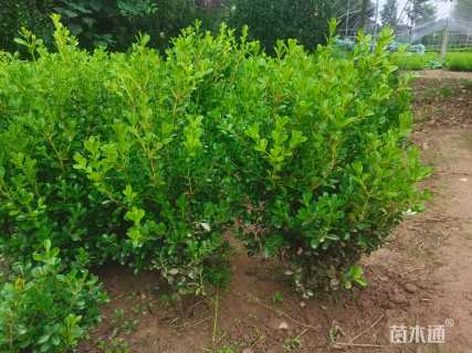 高度60厘米瓜子黄杨