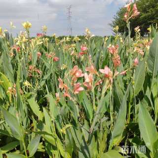 高度30厘米美人蕉