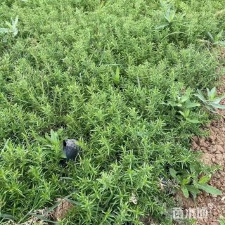 高度10厘米福禄考