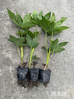 高度30厘米八角金盘