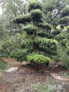 移栽苗造型罗汉松