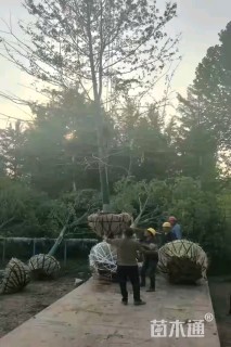 25公分美国红枫