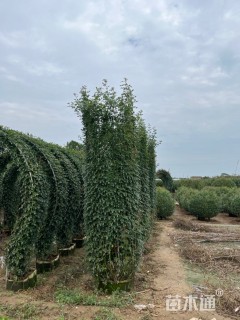 高度300厘米月季