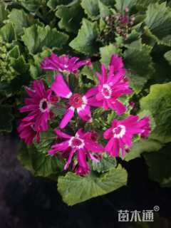 高度15厘米五星花