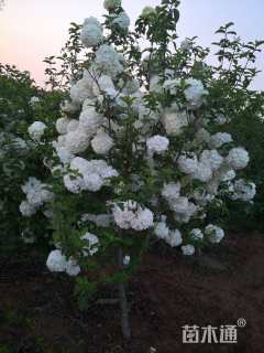 高度280厘米木绣球