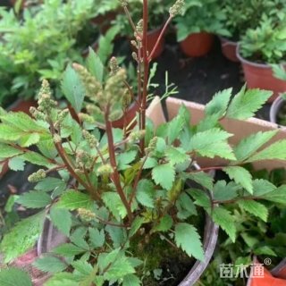 精品落新妇