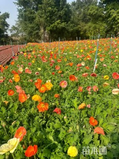 高度15厘米冰岛虞美人