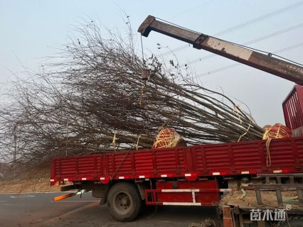 8公分(10杆)丛生朴树