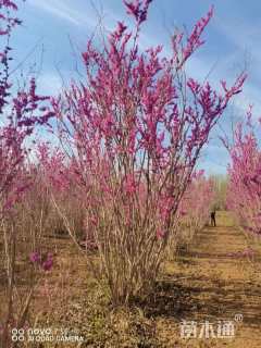 高度150厘米丛生紫荆