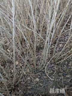 高度130厘米连翘