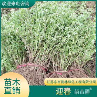 高度30厘米迎春花