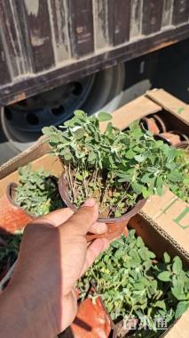高度10厘米荆芥