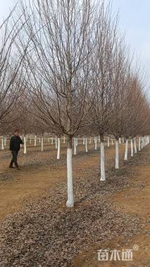 12公分欧洲小叶椴