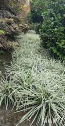 高度20厘米丽蚌草