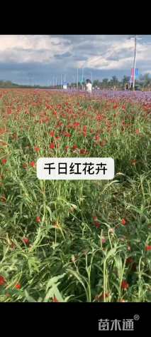 千日红种子千日红种子