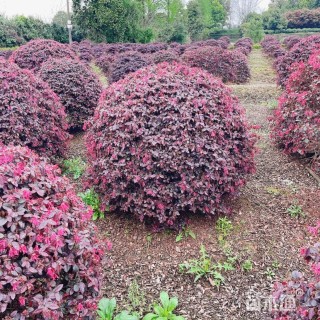 冠幅120厘米红花继木球