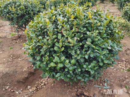 冠幅100厘米无刺枸骨球