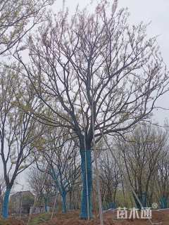 44公分朴树