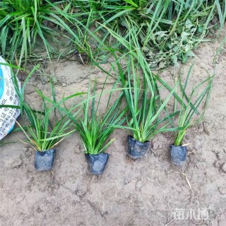 高度28厘米崂峪苔草