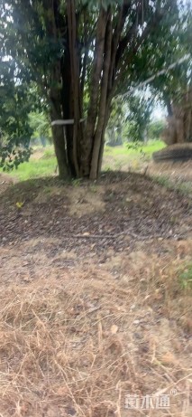 80公分(6杆)丛生女贞