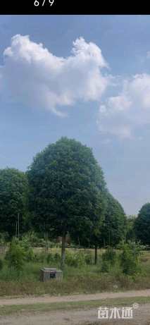 20公分月桂