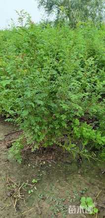 高度60厘米黄刺玫