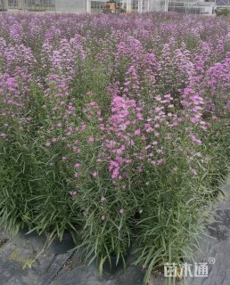 高度40厘米荷兰菊