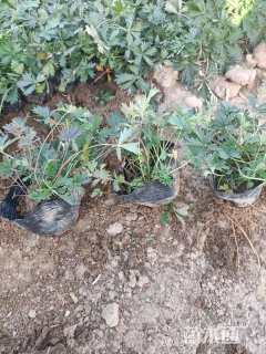 高度10厘米五叶委陵菜