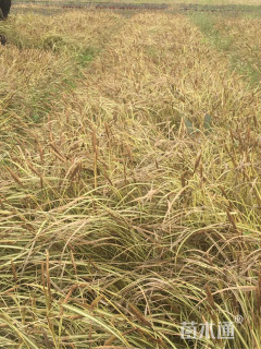 高度50厘米金叶苔草