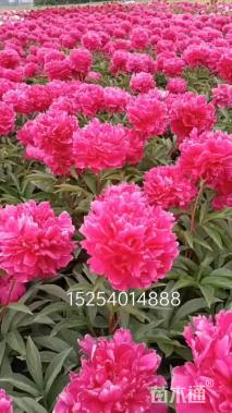 高度70厘米芍药