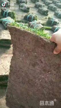 混播黑麦草