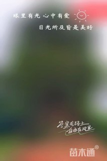15公分糙叶树
