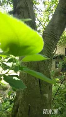 62公分朴树
