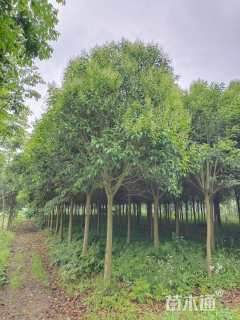 10公分大叶女贞