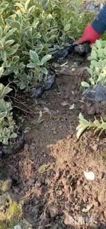 高度40厘米金边黄杨