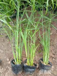  优质旱伞草自产自销