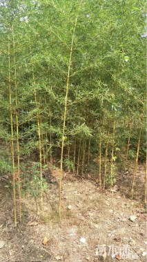 地栽苗金镶玉竹