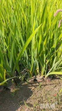 高度50厘米水生鸢尾