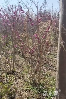 高度220厘米丛生紫荆