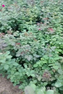 高度45厘米月季