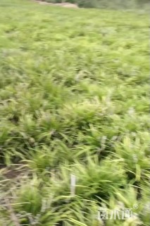 高度18厘米中叶麦冬