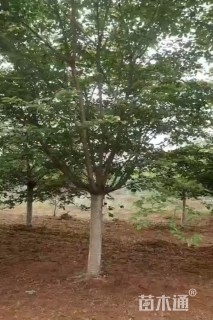 10公分樱花