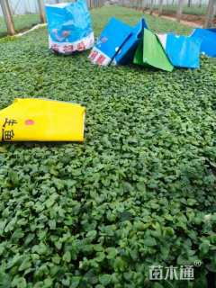 高度10厘米紫花地丁